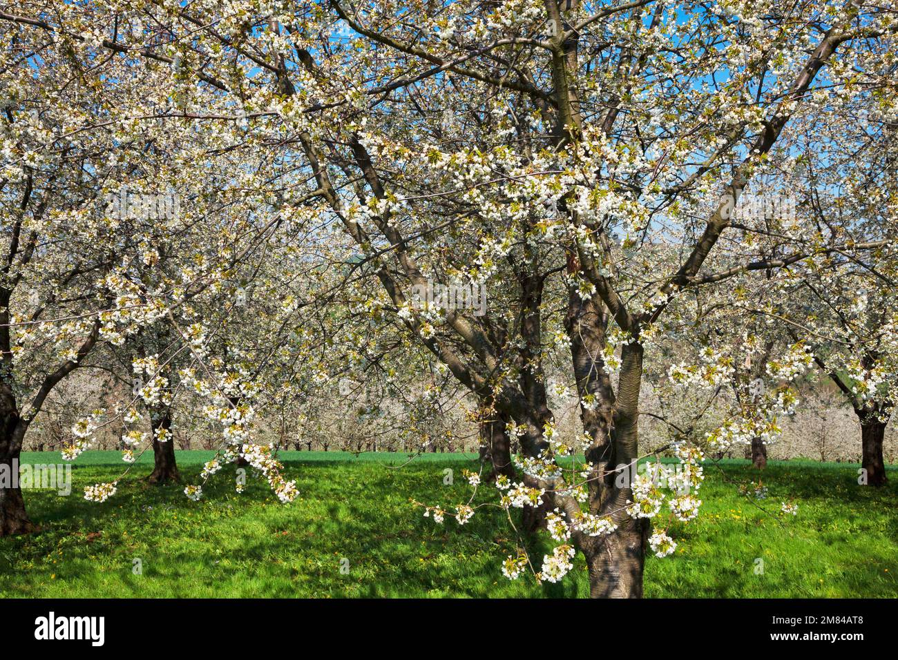 Kirschbäume in voller Blüte Banque D'Images