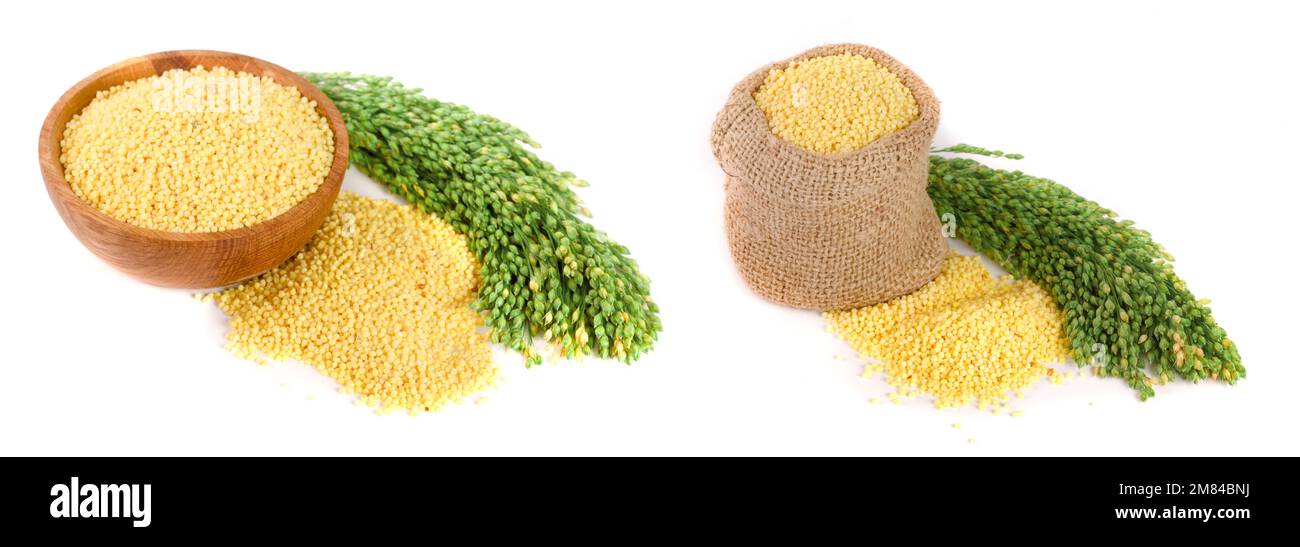 Millet dans bol en bois avec des épillets vert isolé sur fond blanc Banque D'Images