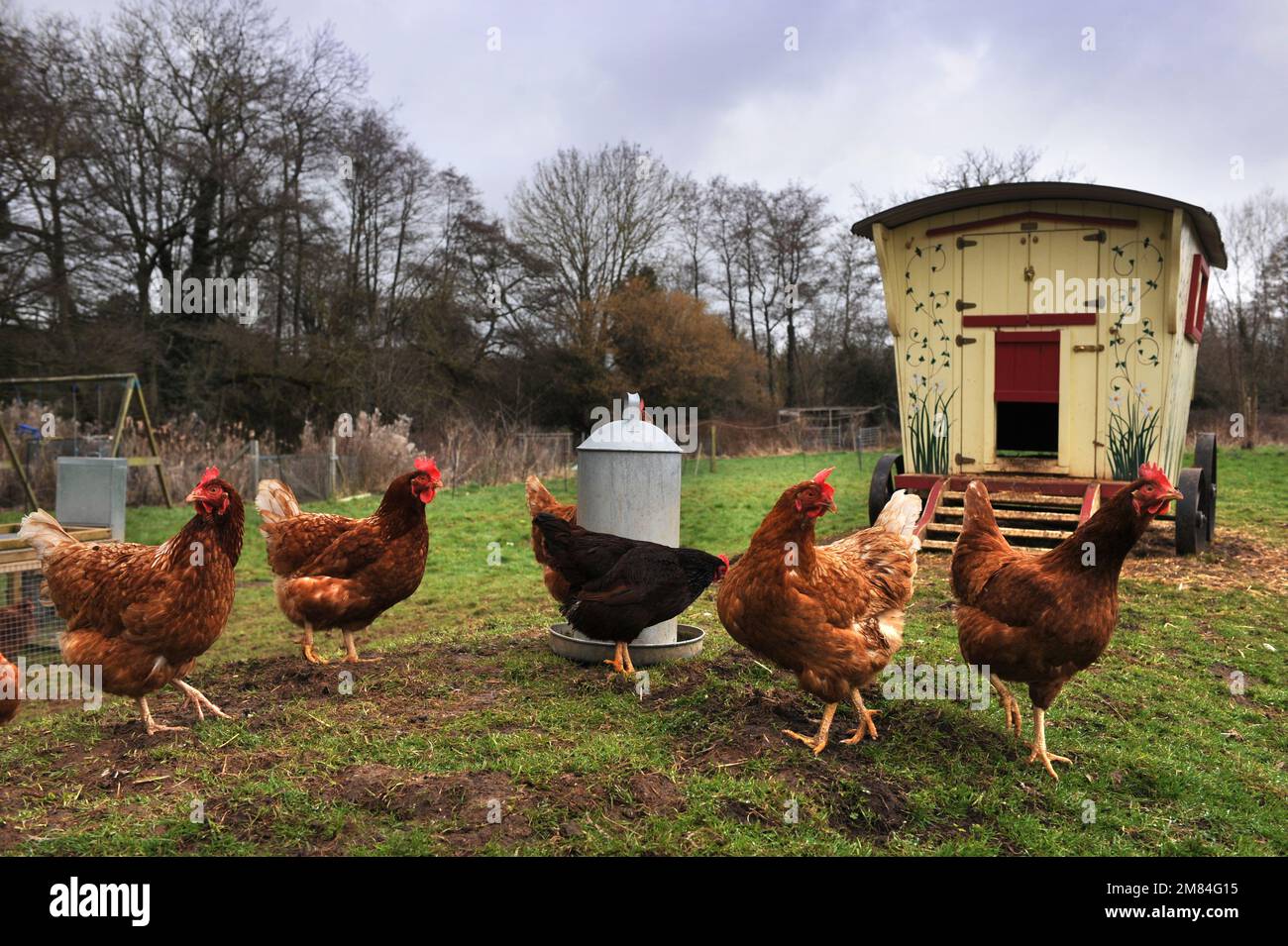 Poules de gamme libre avec une maison de poule de style mobil-home gitan. Banque D'Images