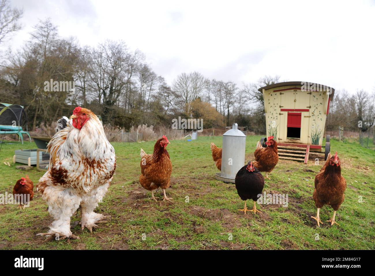 Poulets de gamme libre, y compris la race de Brahma plus grande avec une maison de poule de style mobil-home gitane. Banque D'Images