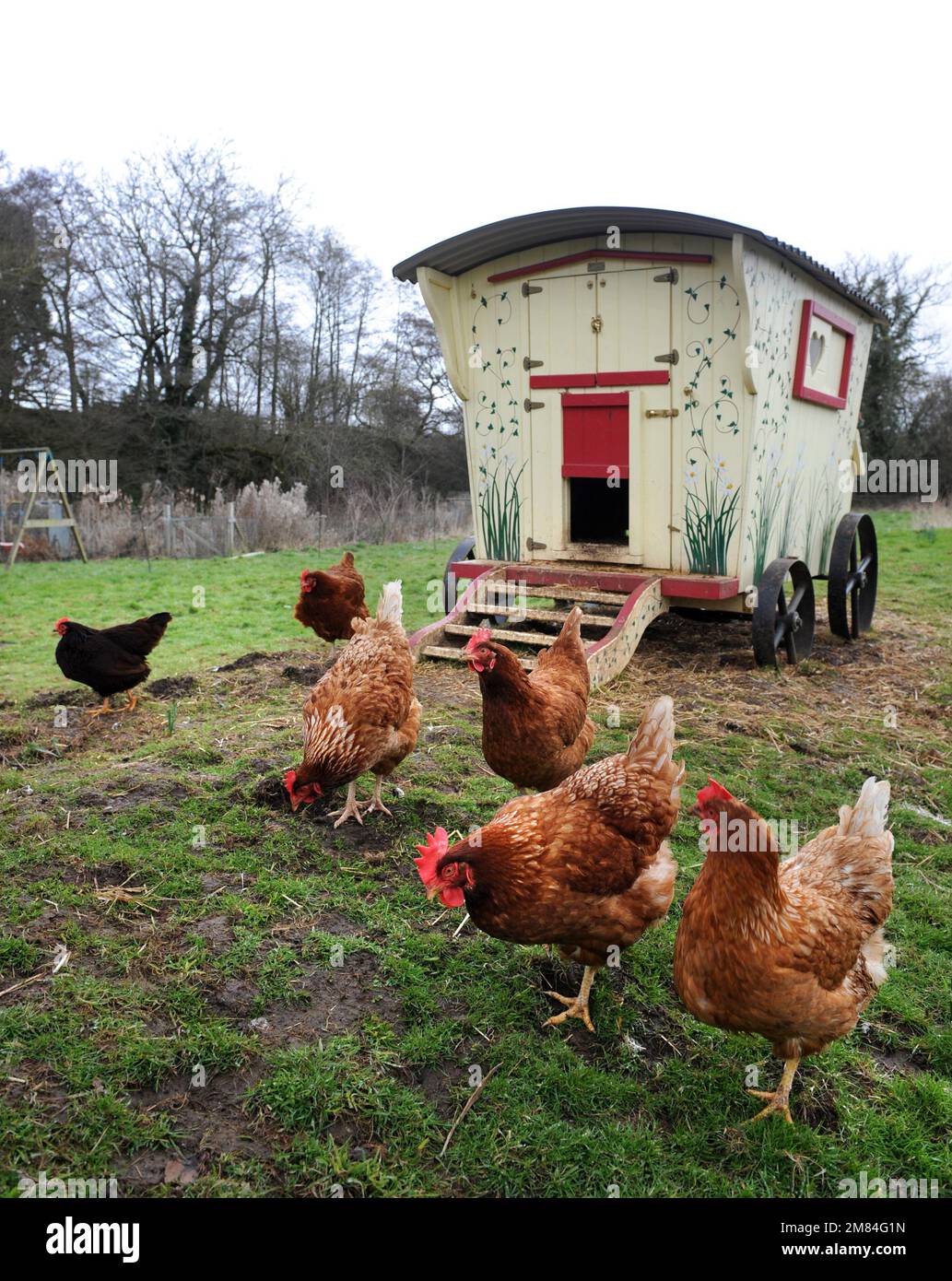 Poules de gamme libre avec une maison de poule de style mobil-home gitan. Banque D'Images