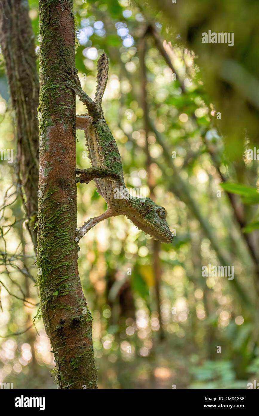 Uroplatus sikorae, gecko à queue plate et mossy ou gecko à queue plate du sud, est une espèce de lézard endémique protégée par la CITES de la famille des Gekkonidae. RAN Banque D'Images