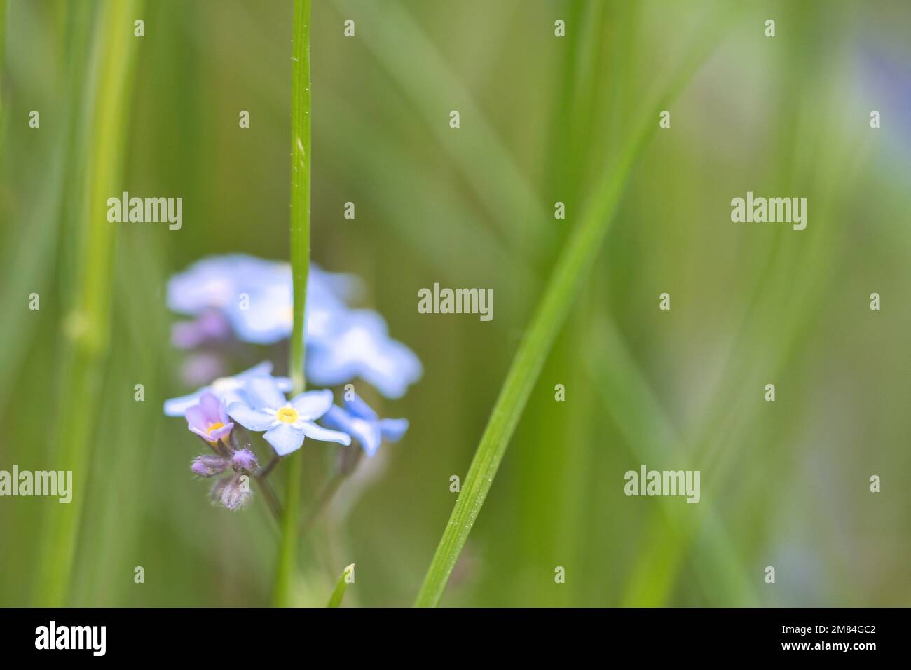 Pétales bleus d'une fleur isolée dans l'herbe verte. Prairie naturelle avec fleurs. Paysage de la nature Banque D'Images
