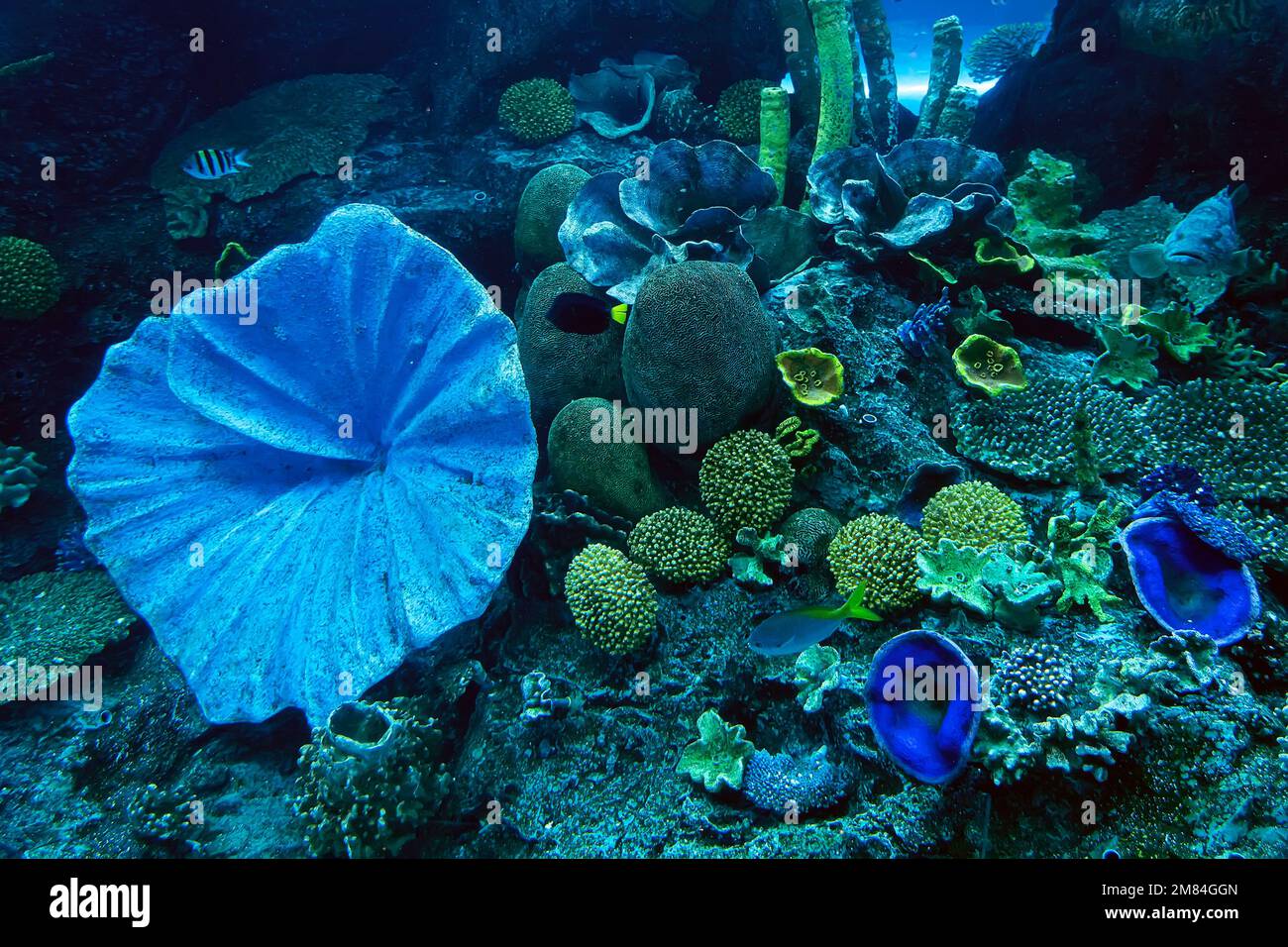 Habitants de la mer dans l'aquarium, vue à travers le verre. Monde sous-marin en miniature Banque D'Images