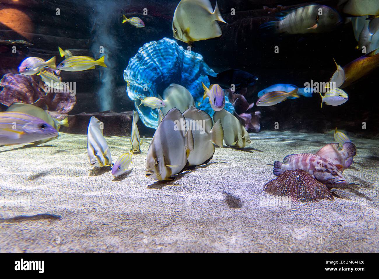 Vue sous-marine avec poissons de différentes couleurs dans l'océan. Banque D'Images