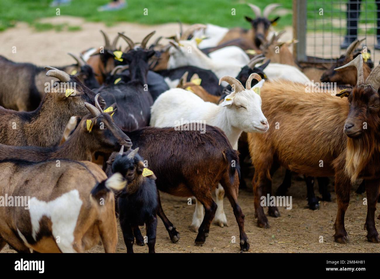 Chèvres dans la ferme éducative Banque D'Images
