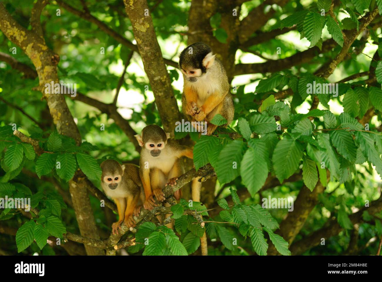 Trois singes saimiris dans les arbres Banque D'Images