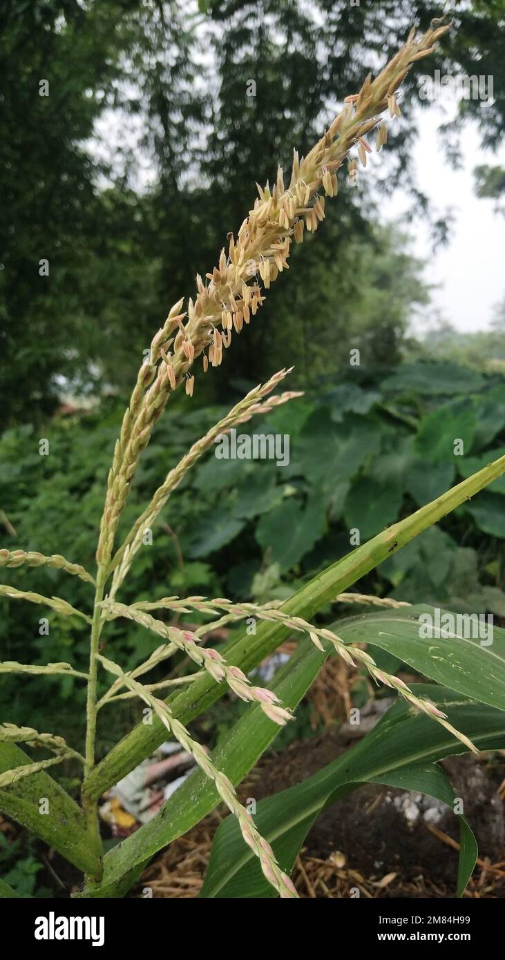 Zea est un genre de plantes à fleurs de la famille des graminées. L'espèce la plus connue est Z. mays Banque D'Images