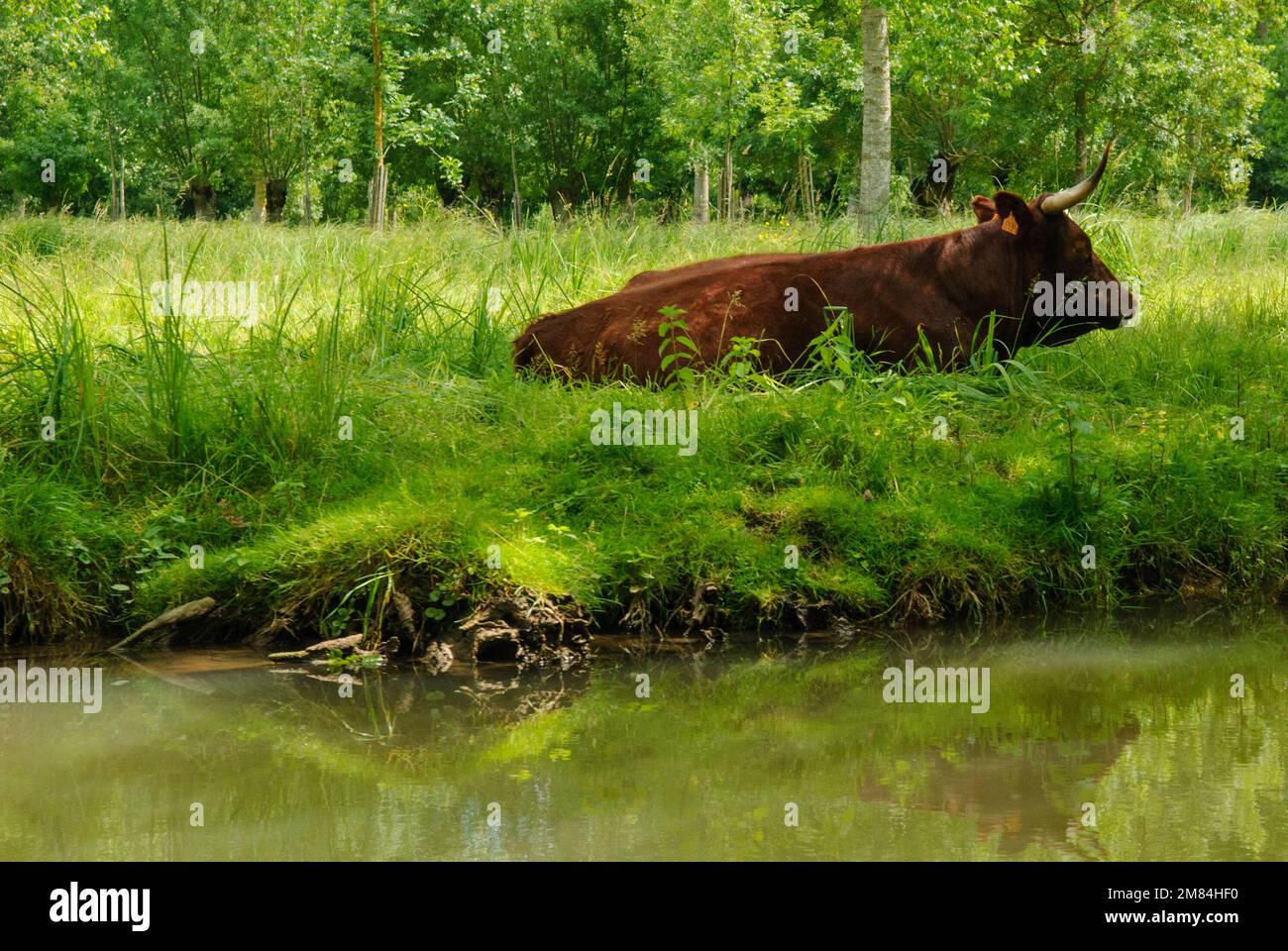 Vache dans le Marais poitevin Banque D'Images