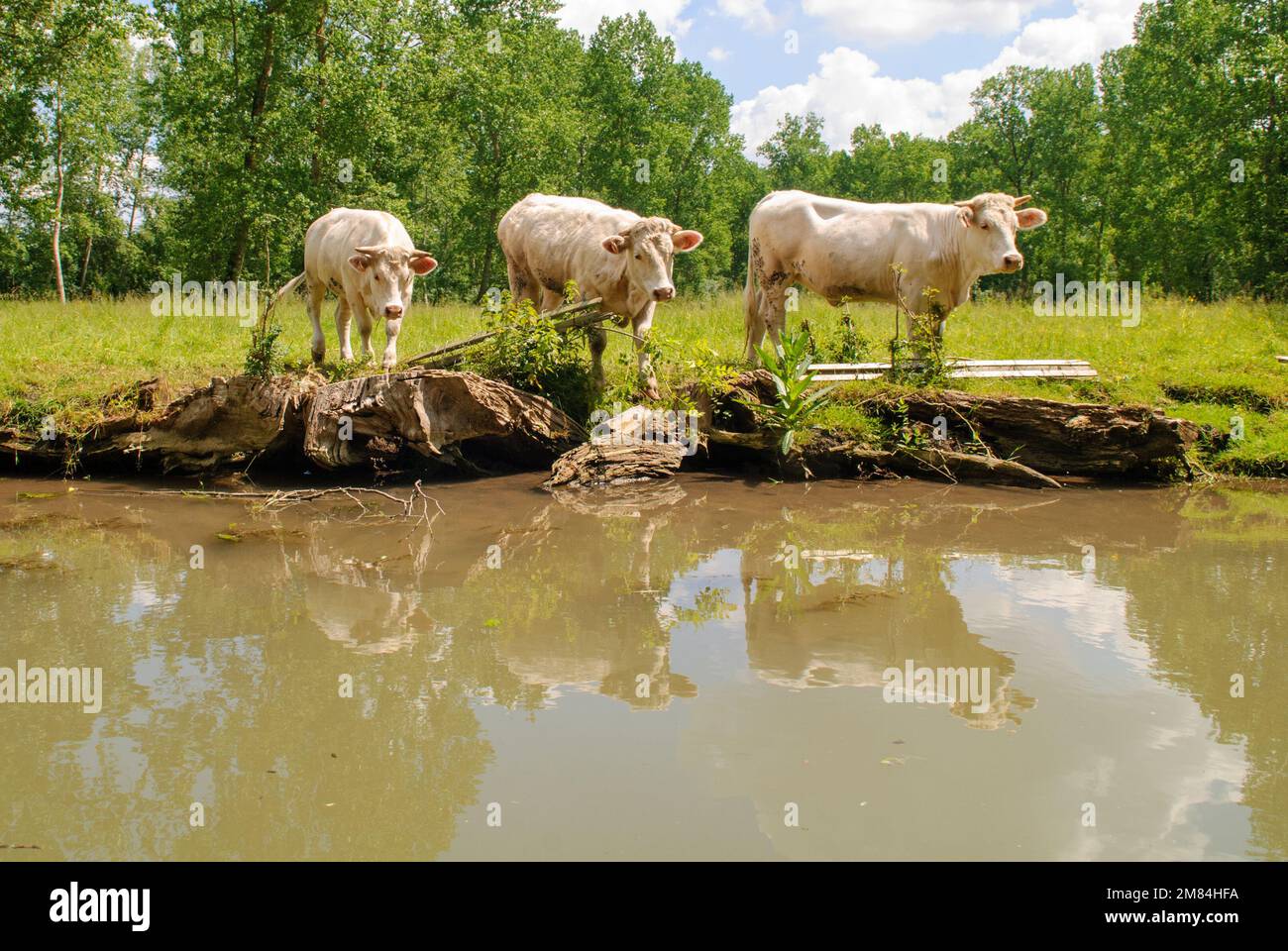 Vaches dans le Marais poitevin Banque D'Images