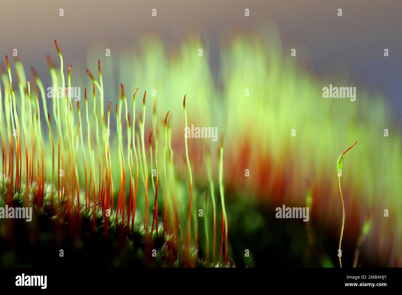 Image artistique de la mousse de feu (Ceratodon purpureus). Ce sont des capsules de spores de la mousse de floraison. Banque D'Images