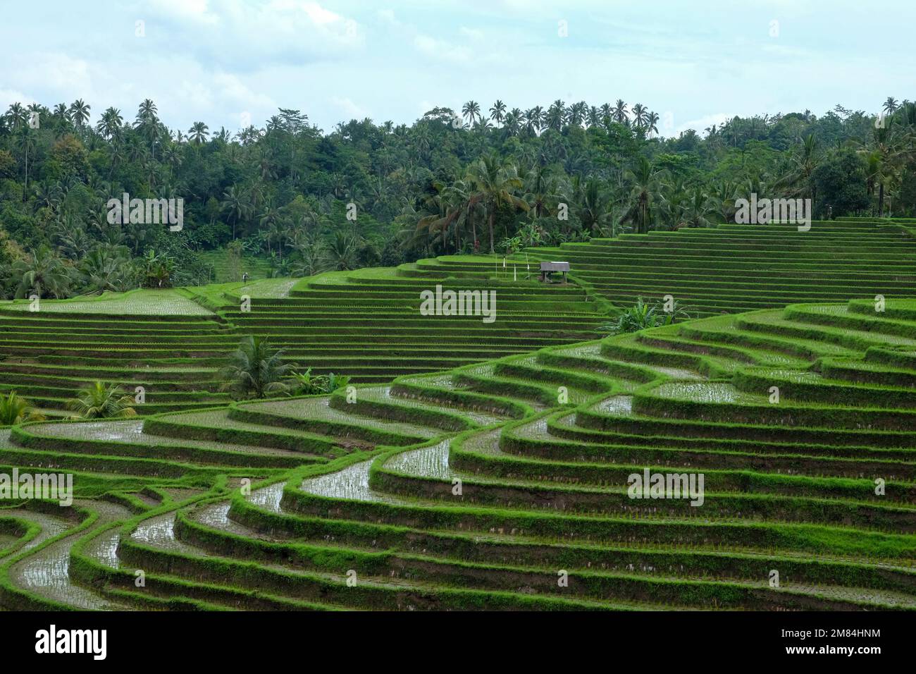 Les rizières de Bali capturent lors d'une randonnée dans la campagne de bali (région de Tabanan). Banque D'Images