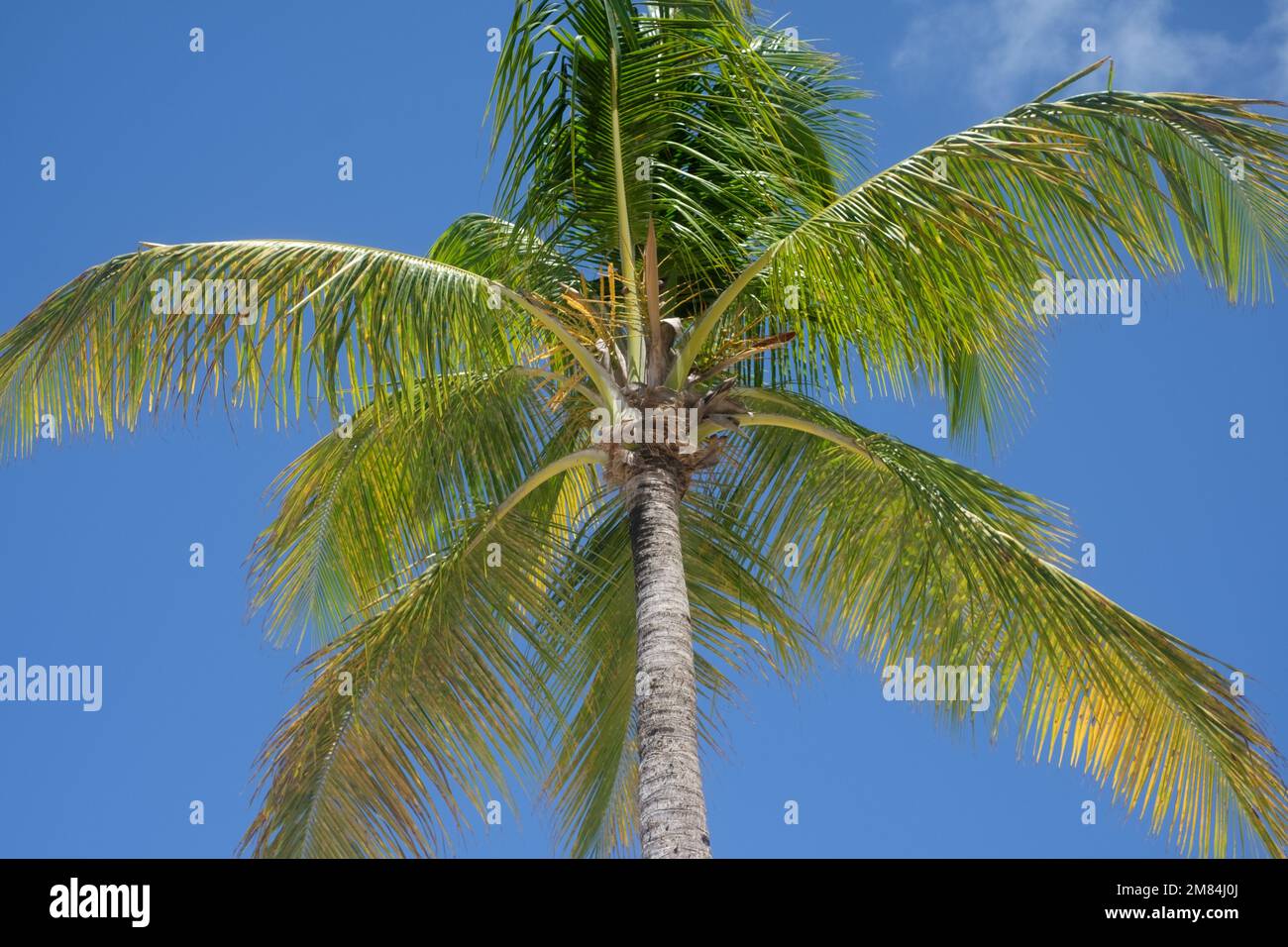 Noix de coco dans les Antilles (guadeloupe) Banque D'Images