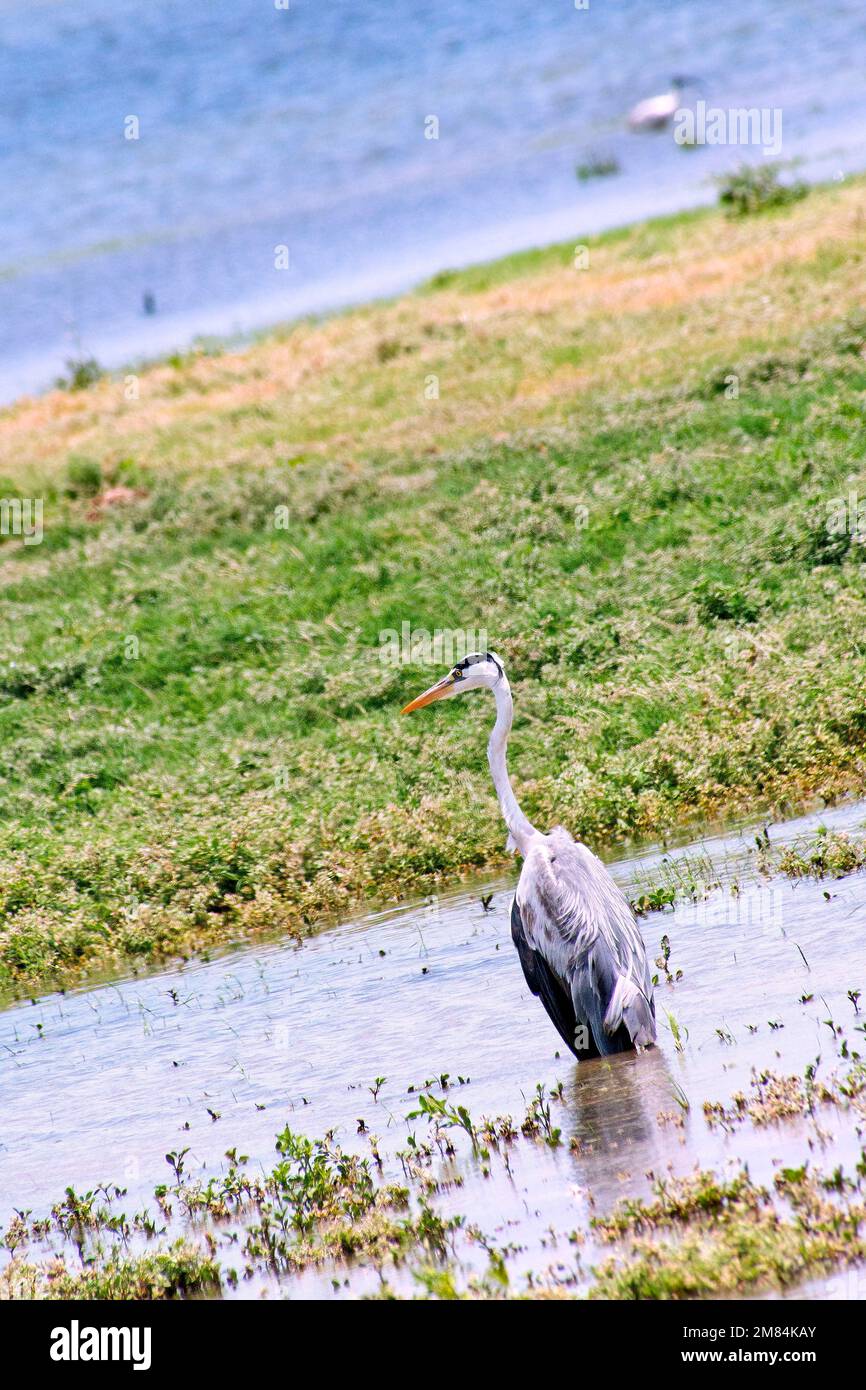 Héron gris, Ardea cinerea, Parc national de la Kudulla, Sri Lanka, Asie Banque D'Images