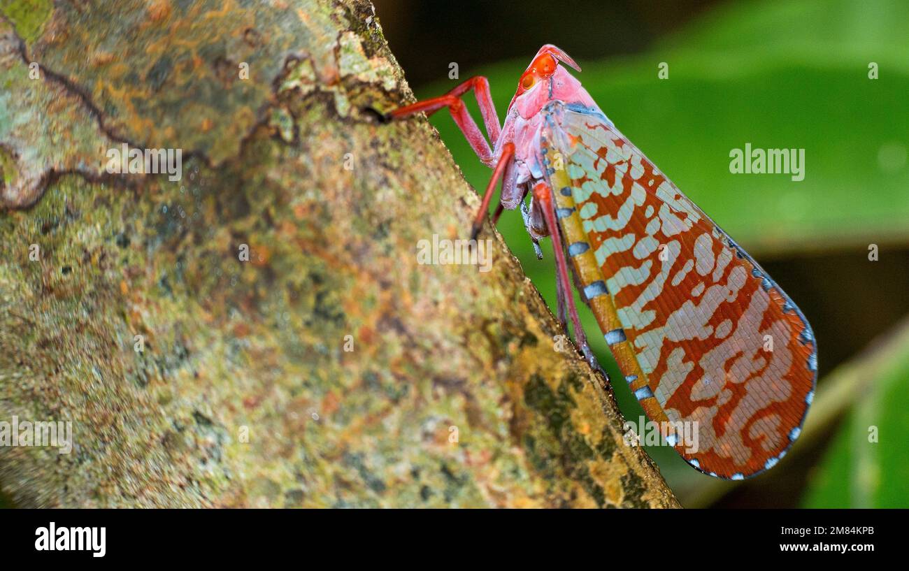 Bug, Hemiptera, Sekonyer River, Tanjung Puting National Park, Kalimantan, Bornéo, Indonésie Banque D'Images