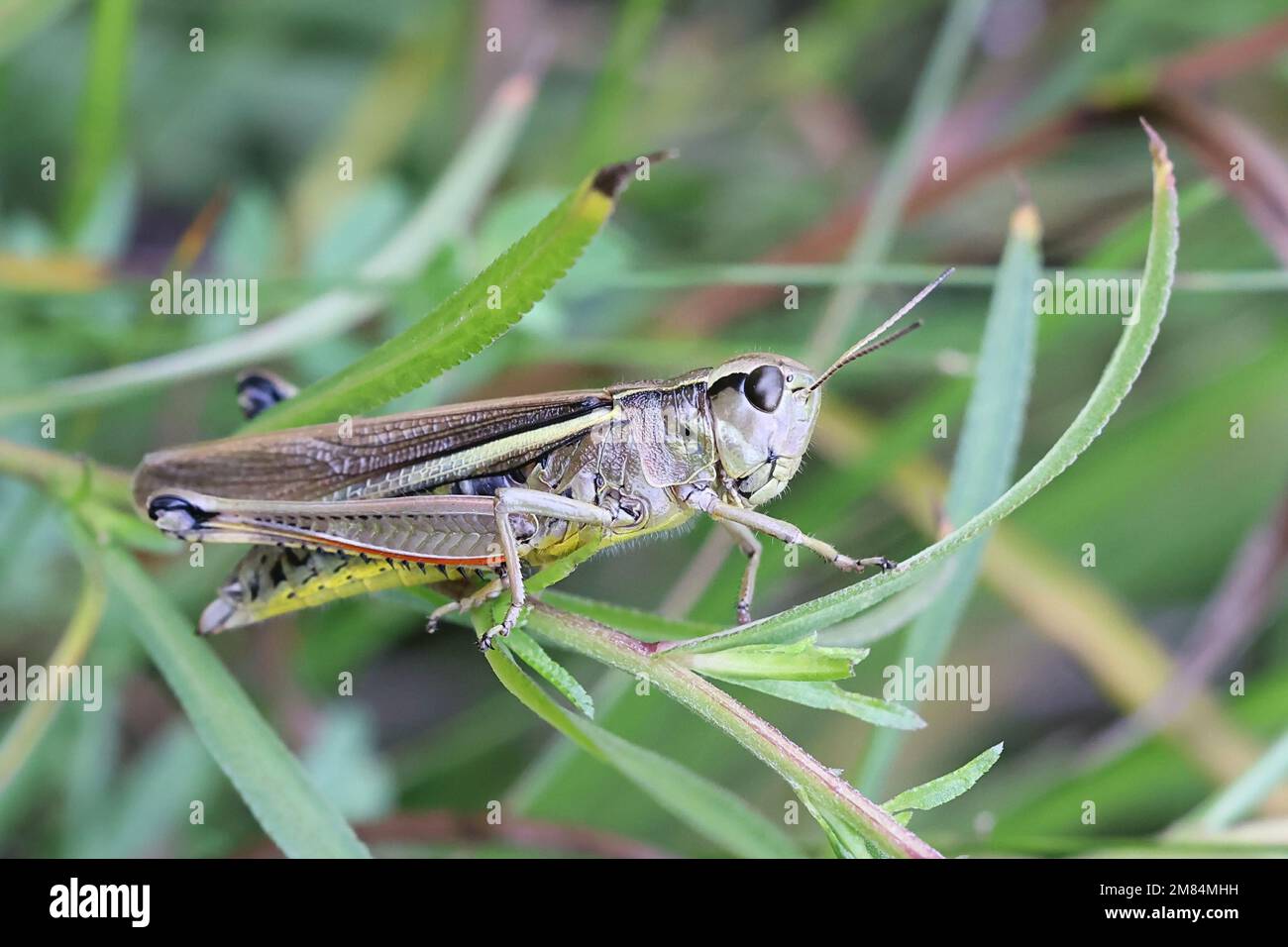 Stethophyma grossum, coomonly connu sous le nom de grand sauterelle de marais, insecte de Finlande Banque D'Images