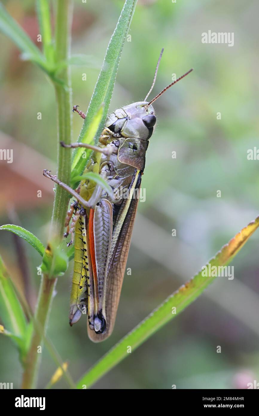 Stethophyma grossum, coomonly connu sous le nom de grand sauterelle de marais, insecte de Finlande Banque D'Images