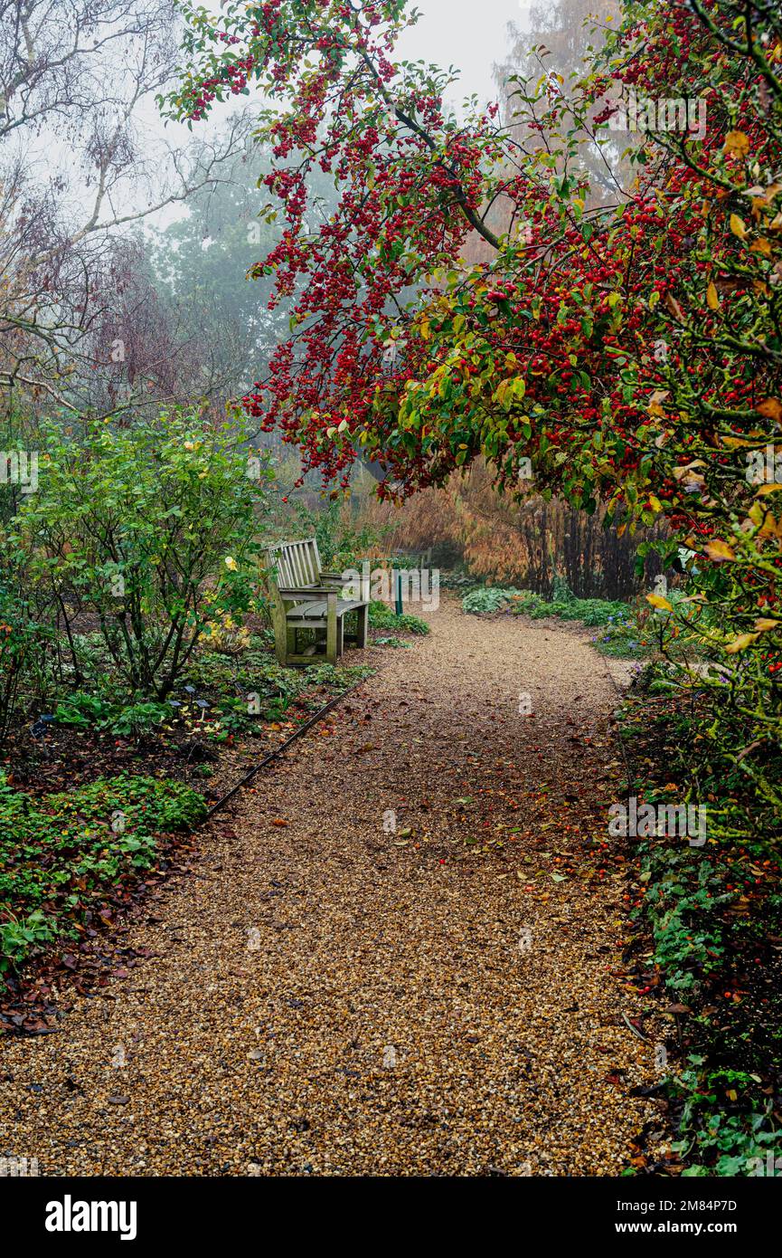 RHS, hyde hall Royal Horticultural Society Gardens. Bordure de rose arbuste sur un matin d'automne brumeux. Banque D'Images