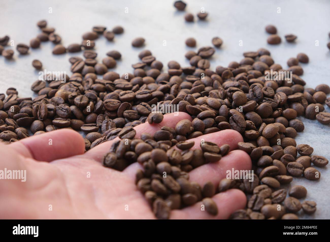 grains de café régionaux en photo macro Banque D'Images