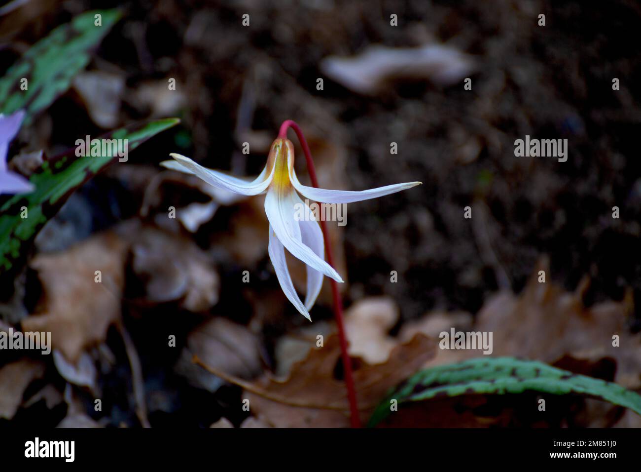 Fleurs de la plante Erythronium sibiricum Banque D'Images