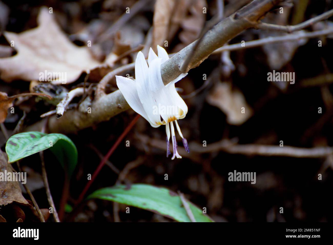 Fleurs de la plante Erythronium sibiricum Banque D'Images