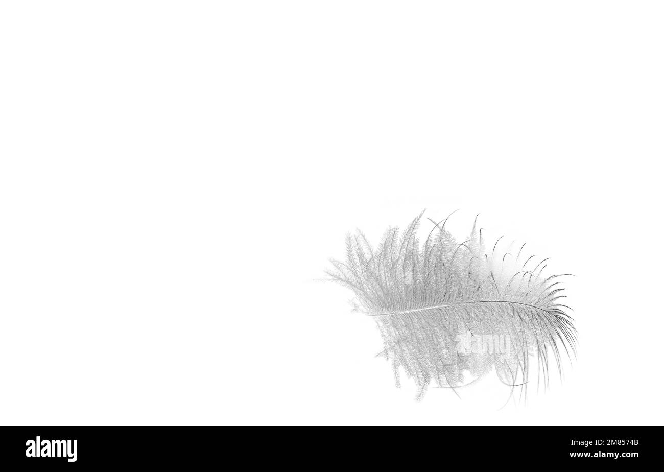 minimaliste, une plume de robin sur un fond blanc Banque D'Images minimaliste, une plume de robin sur un fond blanc Banque D'Images