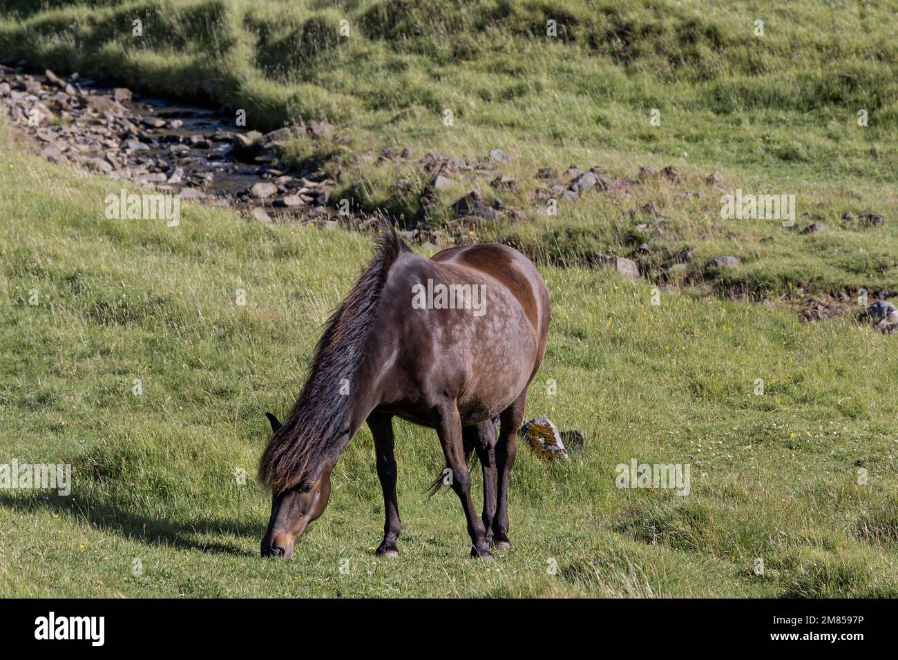 Pâturage de cheval dans un pâturage vert luxuriant, Islande Banque D'Images