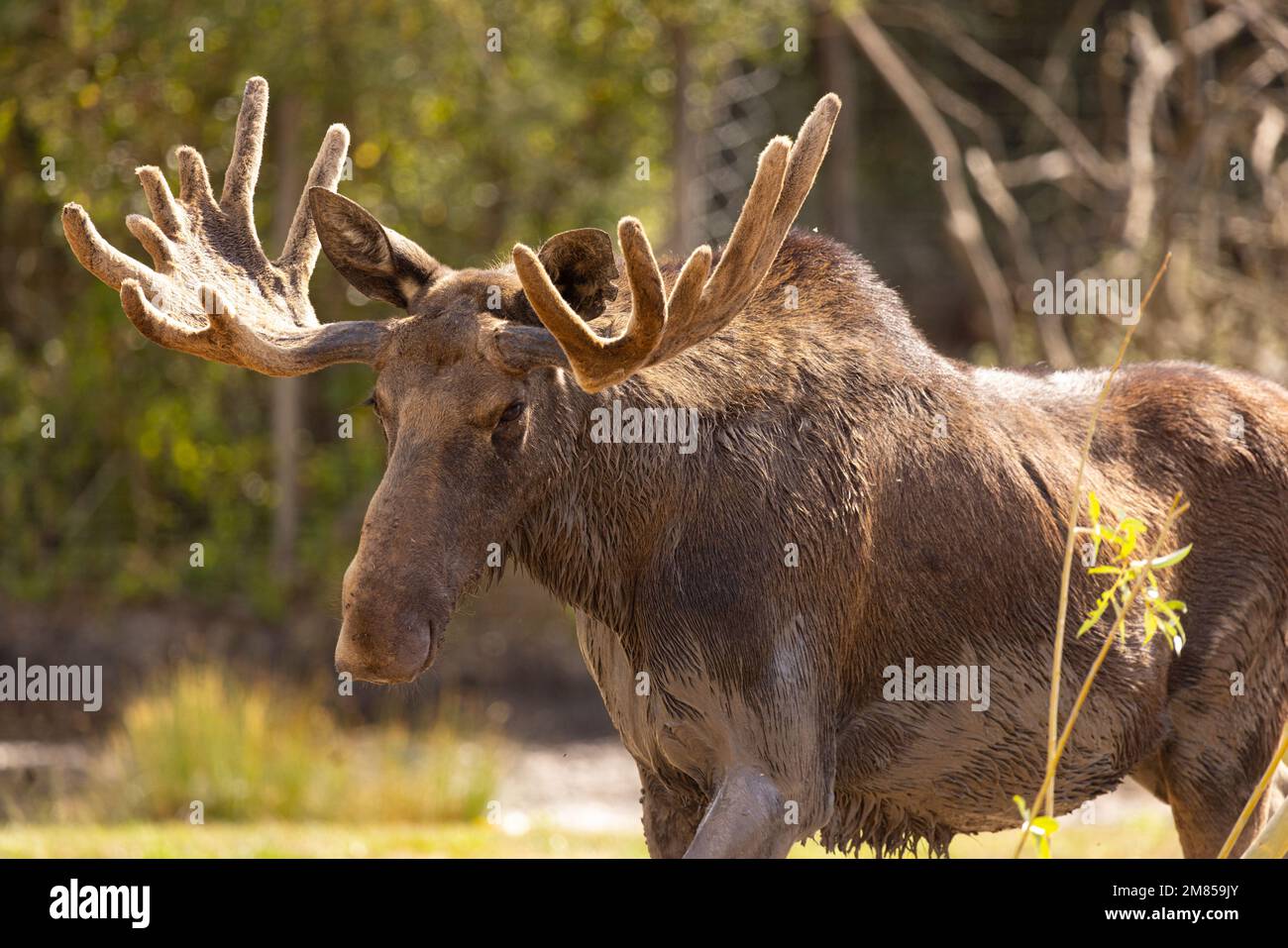 Orignal bull broutage (Alces alces) tête portrait. Photographié au Parc animalier de Sainte-Croix est un zoo français spécialisé dans la faune européenne, loga Banque D'Images