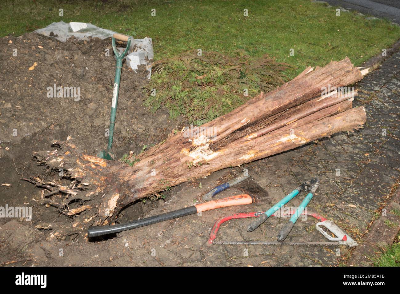 Suppression d'une souche d'arbre Juniper montrant les outils impliqués Banque D'Images