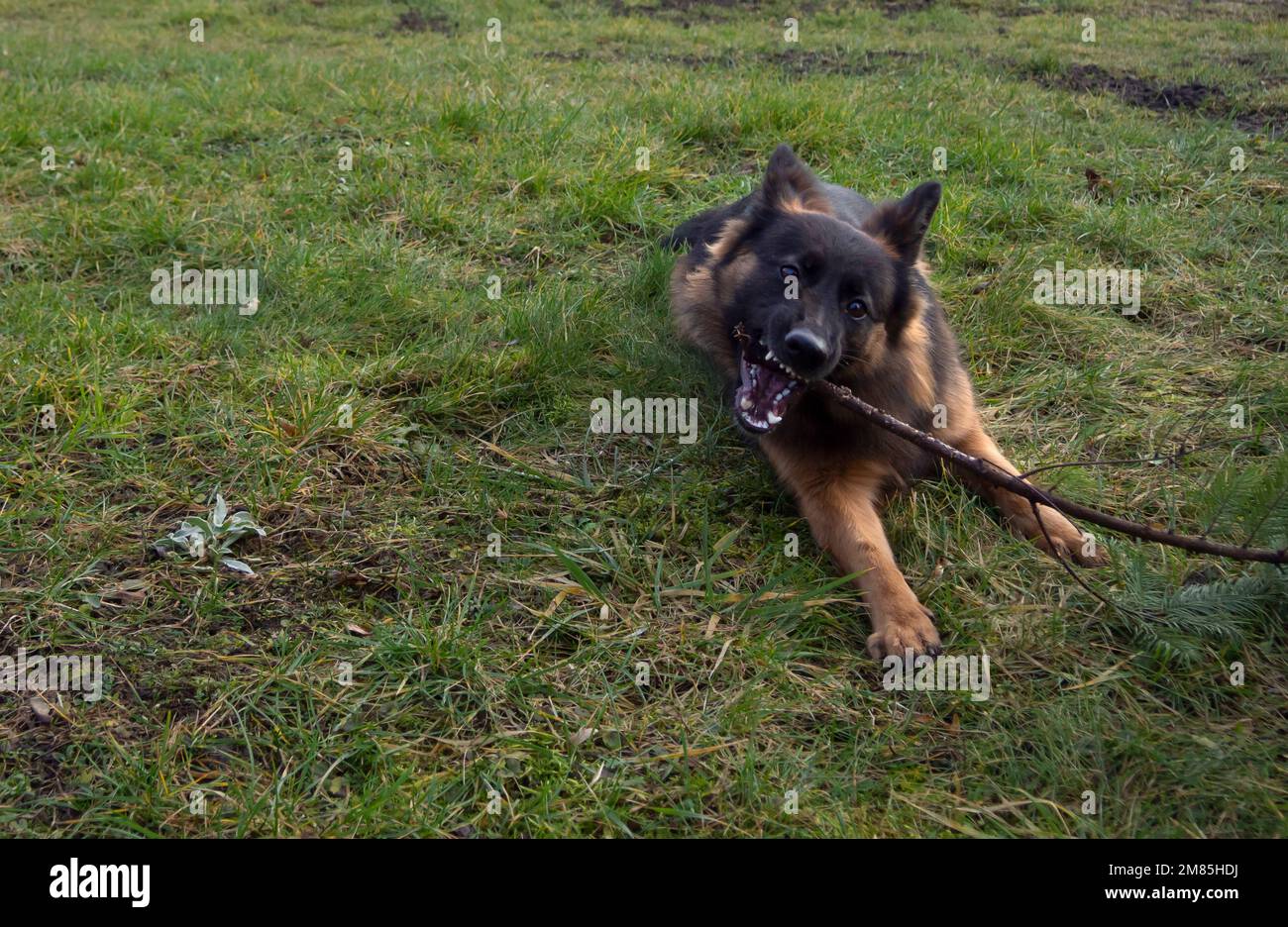 Jouer avec le chien, german sheppard sur l'herbe dans le jardin Banque D'Images