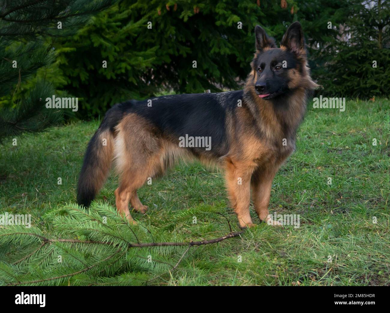 Jouer avec le chien, allemand Sheppard sur l'herbe dans le jardin Banque D'Images