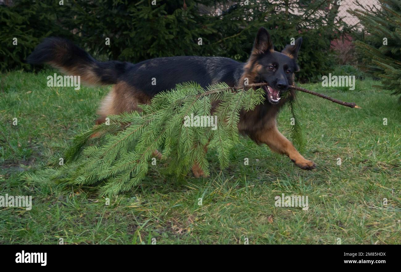 Jouer avec le chien, german sheppard sur l'herbe dans le jardin Banque D'Images