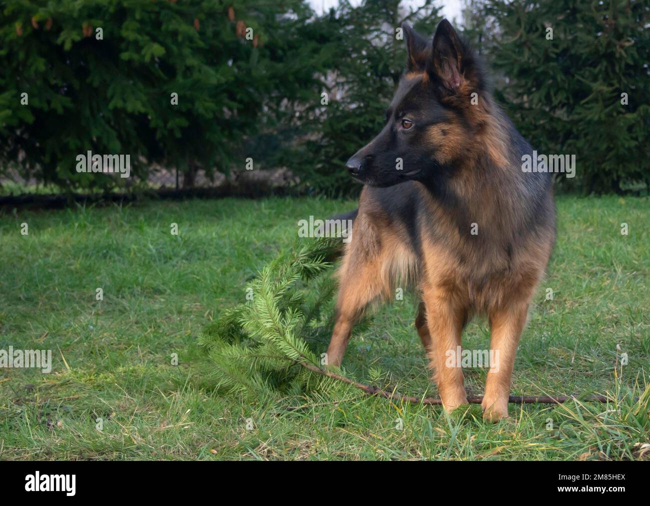 Jouer avec le chien, german sheppard sur l'herbe dans le jardin Banque D'Images