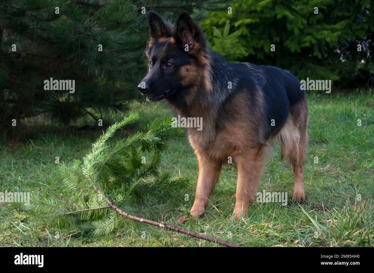 Jouer avec le chien, german sheppard sur l'herbe dans le jardin Banque D'Images
