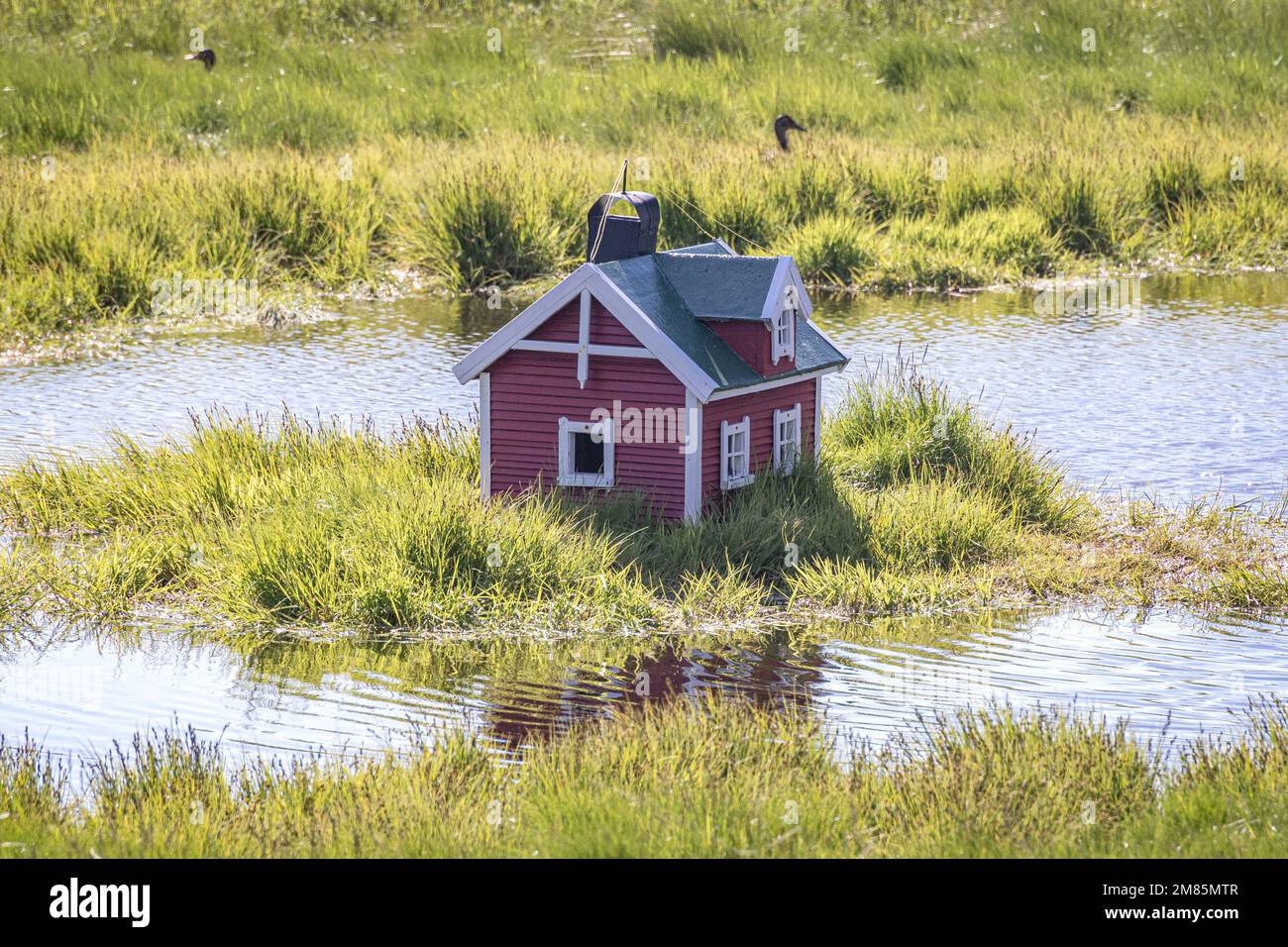 Maison de canard sur le lac, Sortland, Vesteralen, Nordland, Norvège Banque D'Images