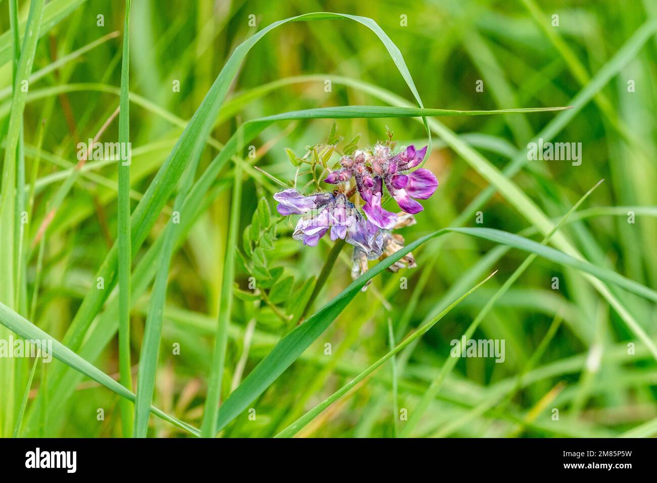 Fleurs de vicia sativa, de couleur violet foncé et mauve clair, sur fond de graminées vertes Banque D'Images