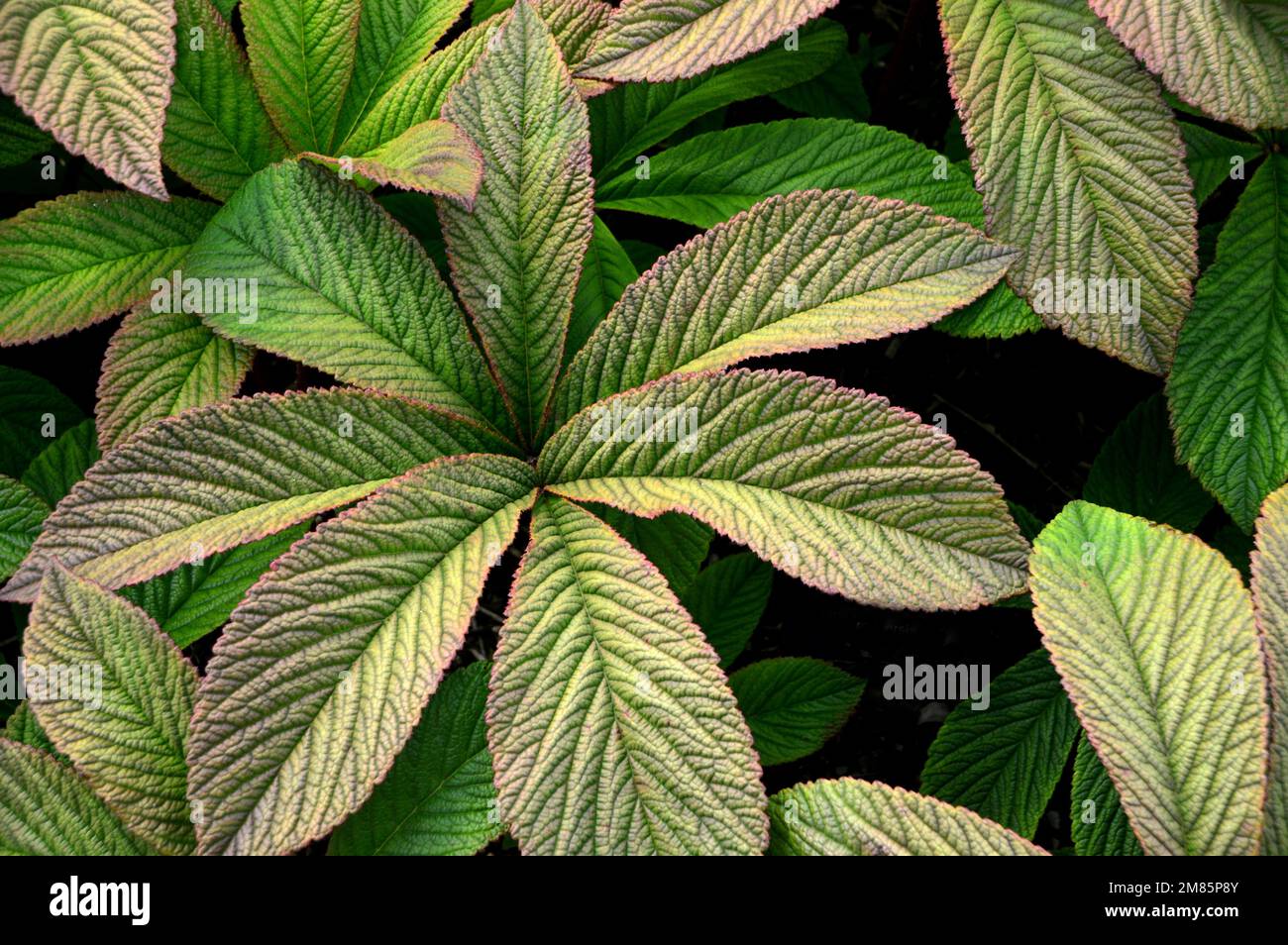 Rodgersia Pinnata, vert bronze, « Chocolate Wing », laisse en exposition à RHS Garden Bridgewater, Worsley, Greater Manchester, Royaume-Uni. Banque D'Images
