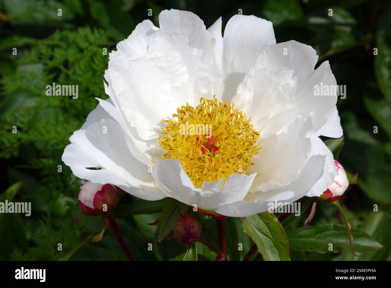 Une seule fleur blanche/jaune de Paeonia Lactisflora (ailes blanches) de « pivoine chinoise » exposée au RHS Garden Bridgewater, Worsley, Greater Manchester, Royaume-Uni. Banque D'Images