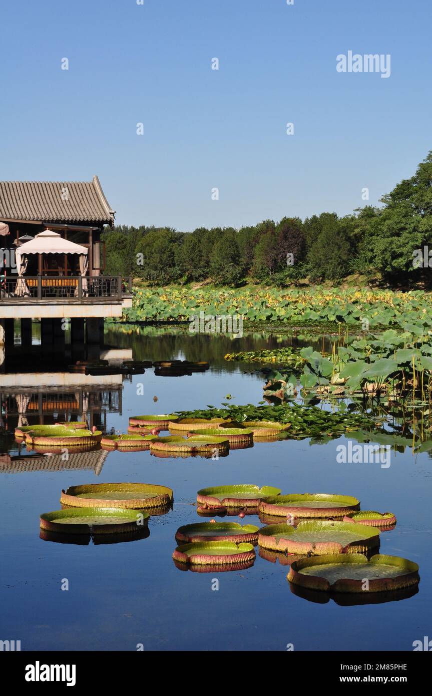 Promenade estivale au parc Yuan Ming Yuan, ancien Palais d'été, Pékin, Chine Banque D'Images