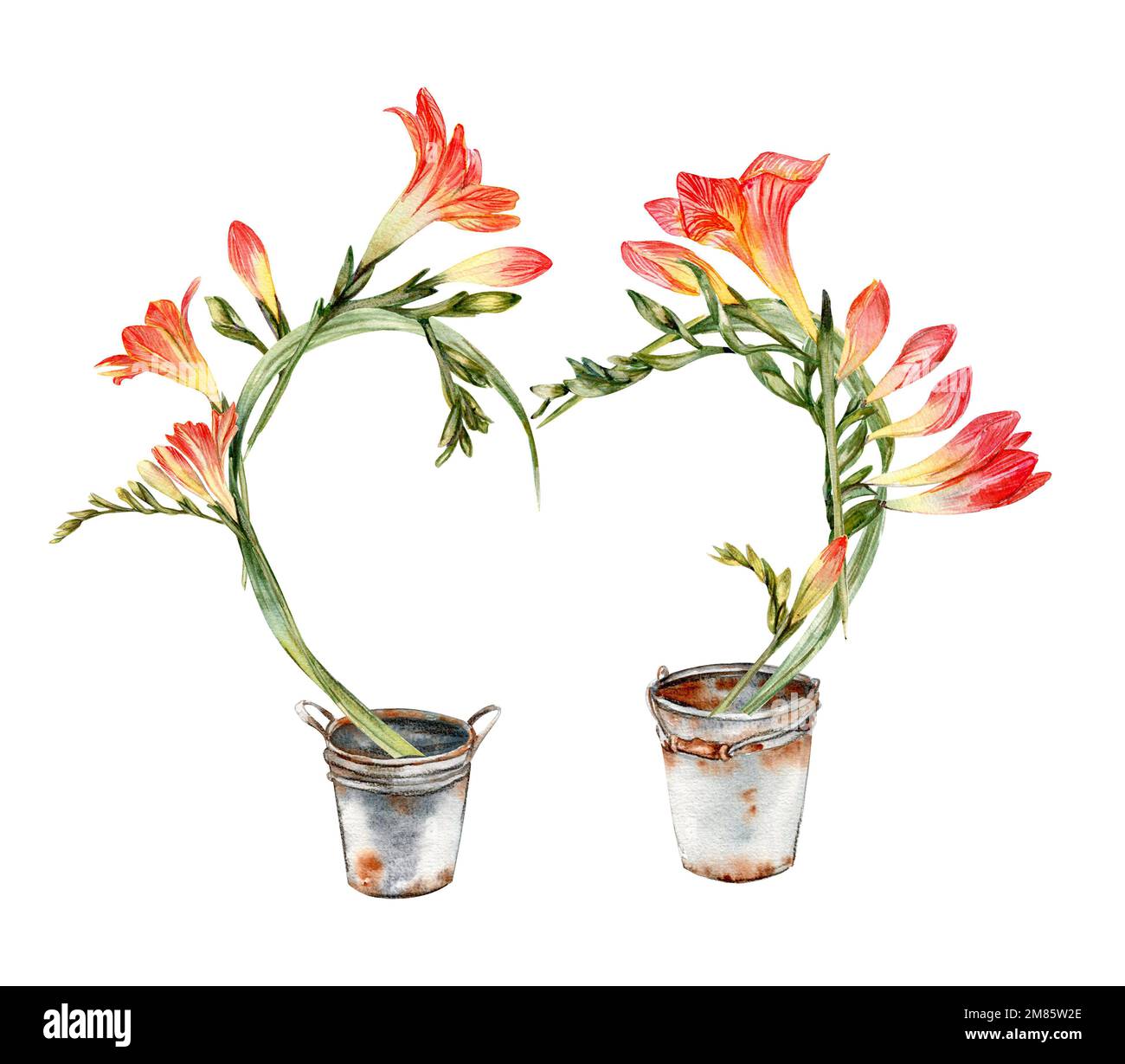 Aquarelle freesia composition fleurs pour la décoration, fleurs printemps Bloooming. Fleurs fleuries dessinées à la main avec aquarelle sur un blanc isolé Banque D'Images