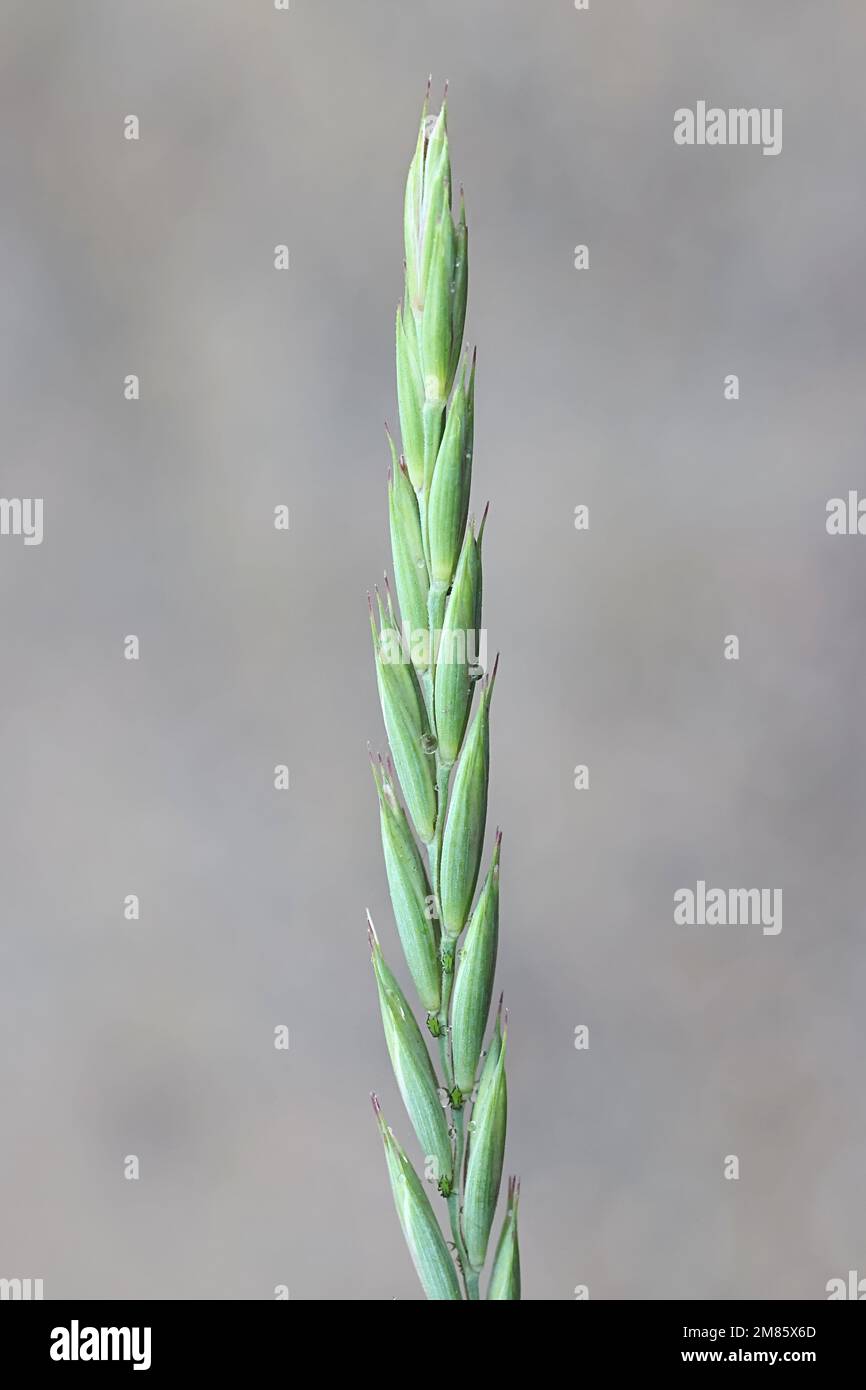 Elymus repens, également connu sous le nom de canapé commun, herbe rapide, herbe de chien ou de sorcellerie, herbe envahissante sauvage de Finlande Banque D'Images