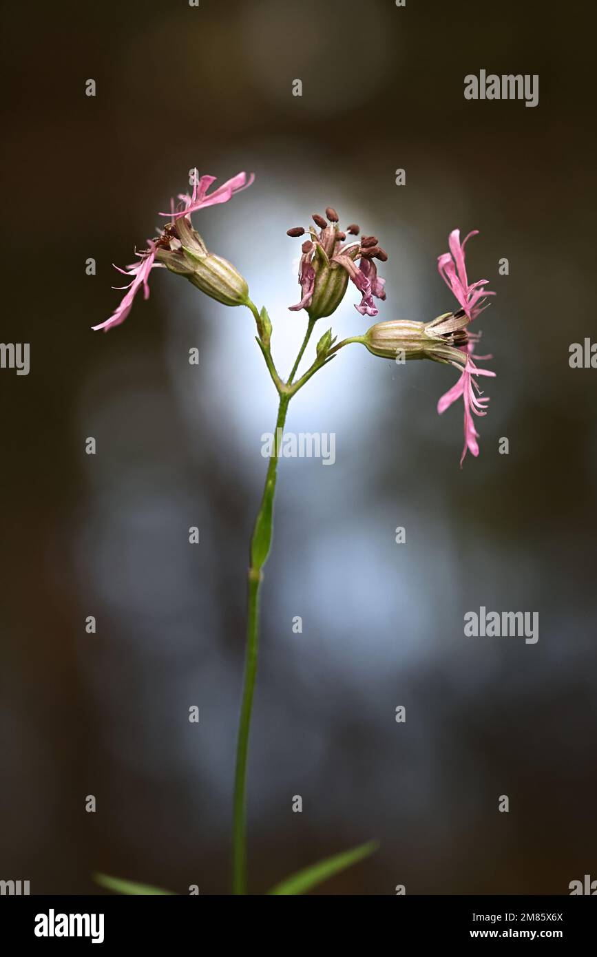 Lychnis flos-cuculi, également appelé Silene flos-cuci, communément appelé Ragged Robin, fleur sauvage de Finlande Banque D'Images