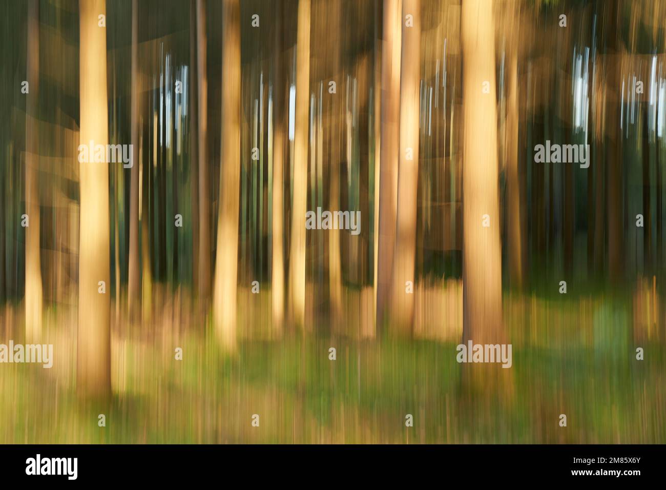 Wald abstrakt, verwischt und verchwommen, vom Sonnenlicht angestrahlt, Kunst Banque D'Images