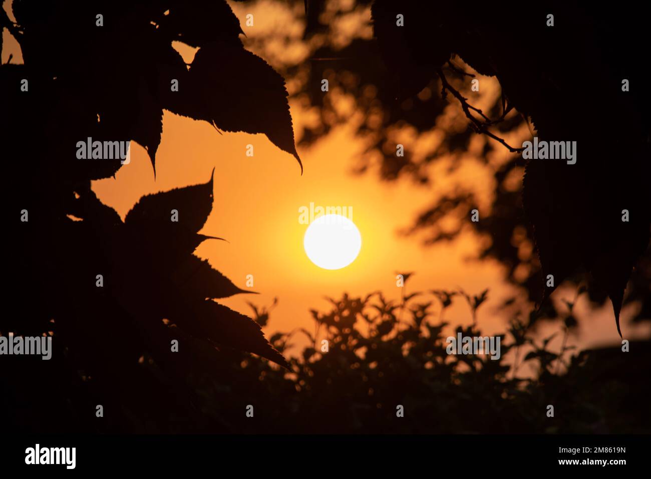 Coucher de soleil en août sur les champs agricoles de la Dordogne, dans le sud-ouest de la France, en Europe Banque D'Images