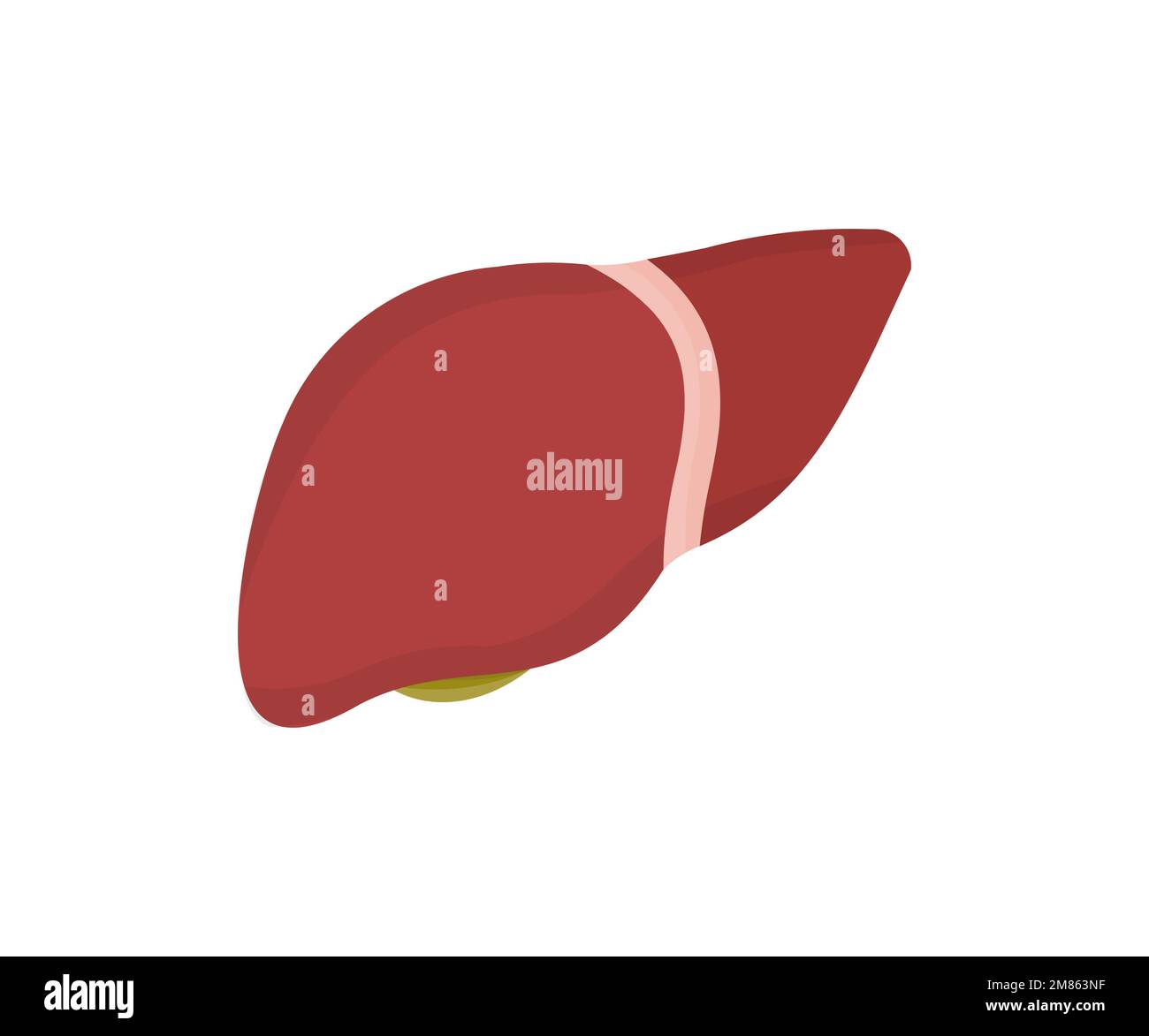 Une anatomie du foie humain, un logo d'organe. Hépatologie et gastro-entérologie. Prévention des maladies du foie. Anatomie de la vésicule biliaire. Médecine et santé. Illustration de Vecteur