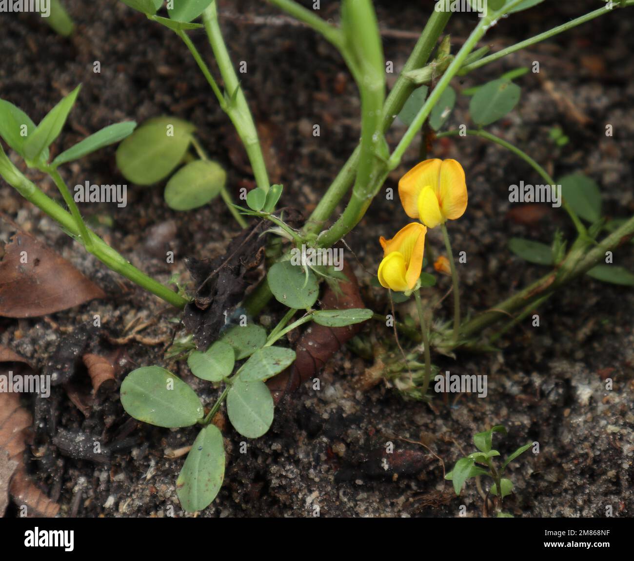 Gros plan d'une partie inférieure de la plante de Peanut (Arachis hypogaea) avec du sol et deux fleurs de Peanut de couleur jaune Banque D'Images
