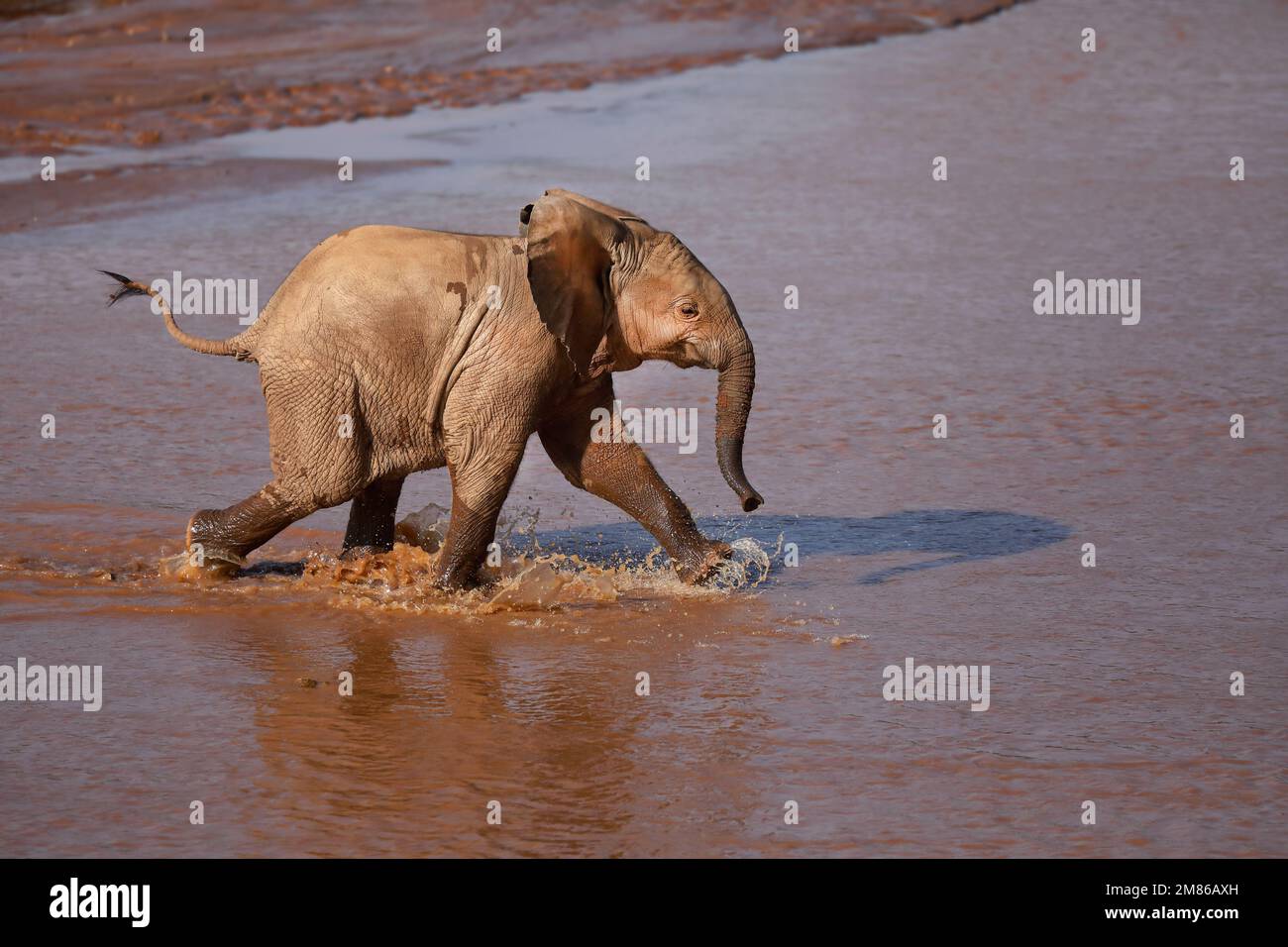 Un bébé éléphant traverse une rivière pour arriver à sa mère - Kenya, réserve nationale de Samburu Banque D'Images