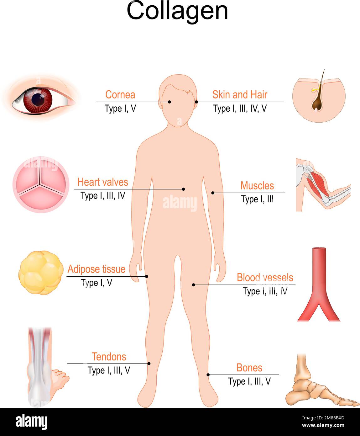 types de collagène. Les types les plus courants de protéines de collagène. Le collagène est la principale protéine structurelle dans les os, les muscles, les tendons, les ligaments, les vaisseaux sanguins Illustration de Vecteur