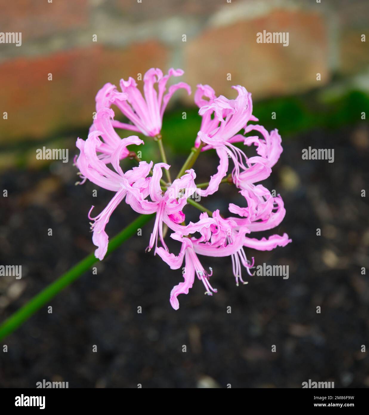 Pétales ondulés de la fleur d'hiver Nerine undulata dans le jardin du Royaume-Uni décembre Banque D'Images