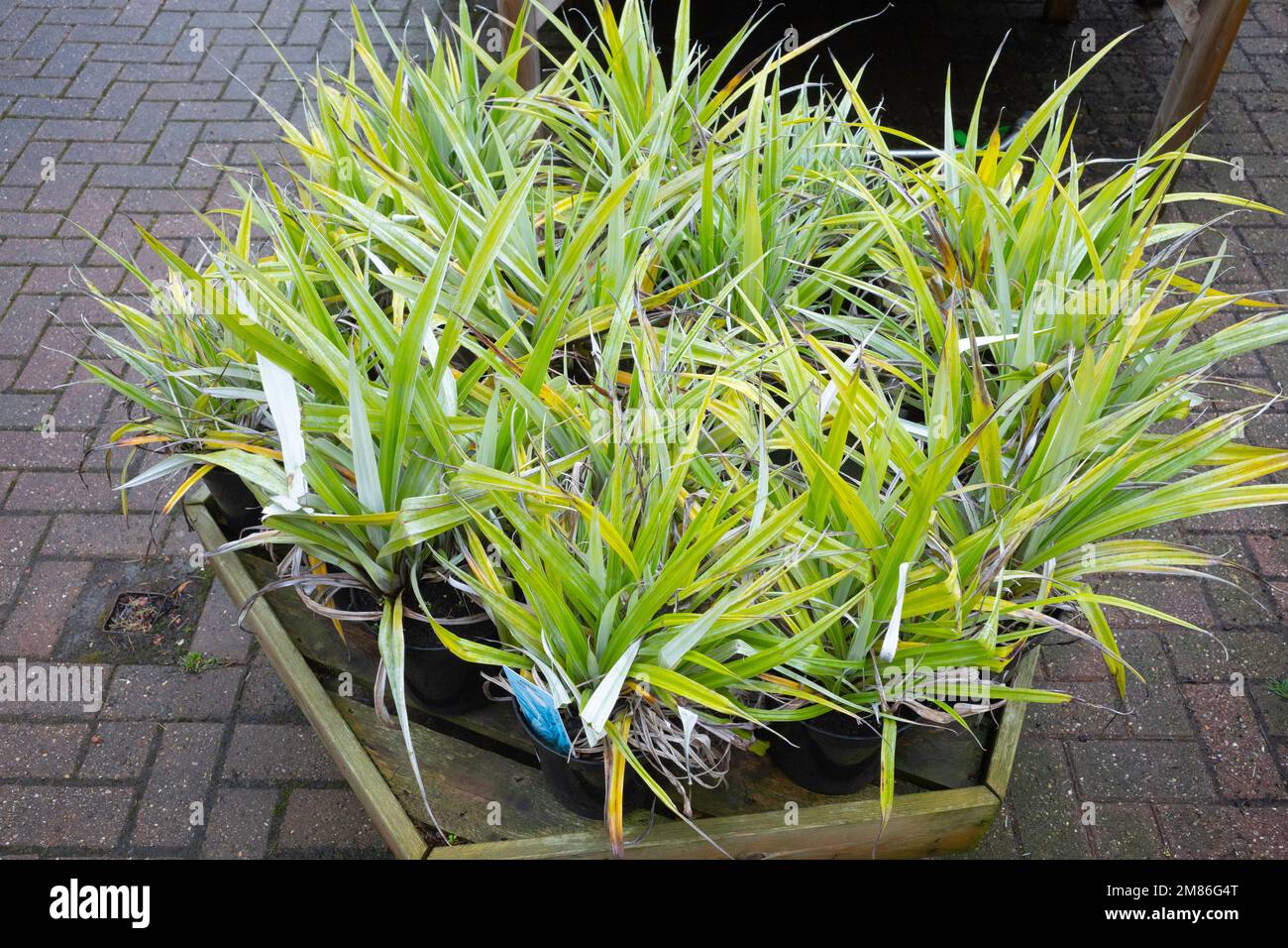 Plantez Astelia Silver Spear à vendre dans un centre de jardin du Yorkshire du Nord Banque D'Images